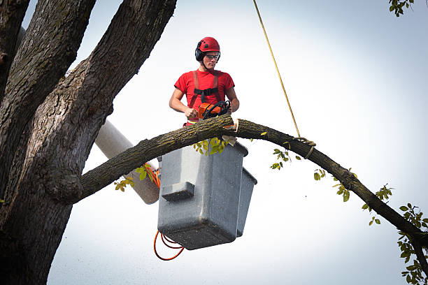 Tree Branch Trimming in St Maries, ID